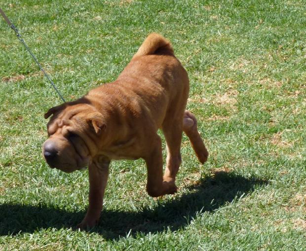 Shar Pei