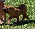 Shar Pei