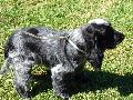 Cocker Spaniel Inglês