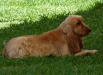 Cães