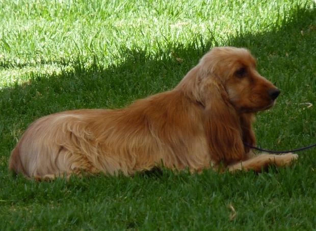 Cocker Spaniel Inglês