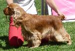 Cães