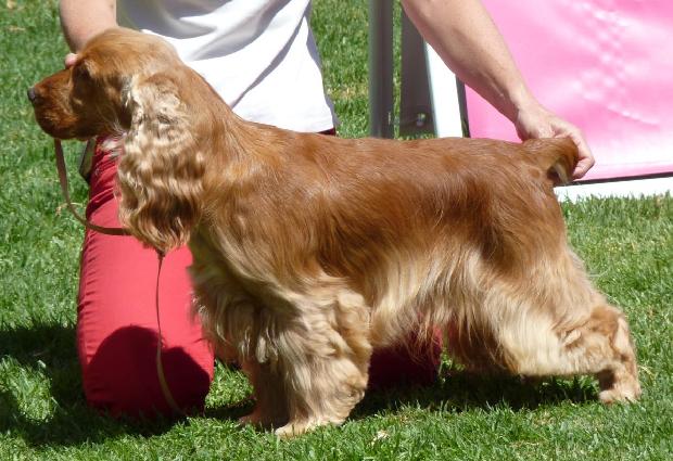 Cocker Spaniel Inglês