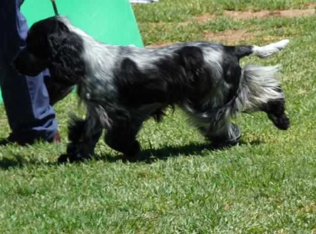 Cocker Spaniel Inglês