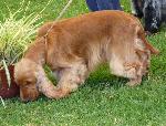 Cães