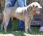 Cães