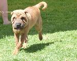 Cães