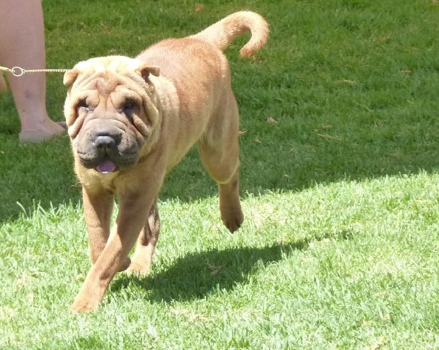 Shar Pei