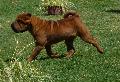 Shar Pei