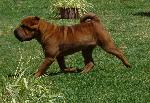 Cães