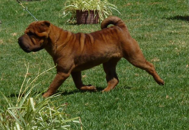 Shar Pei