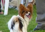 Cães