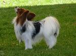 Cães