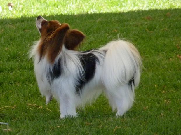 Epagneul Anão Continental