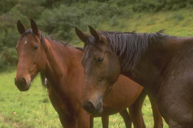 Cavalos