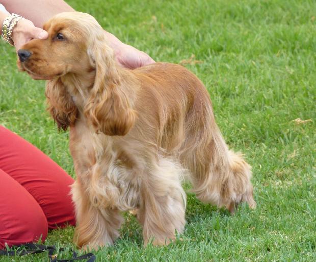 Cocker Spaniel Inglês
