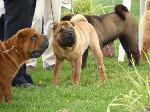 Cães