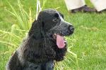 Cães