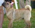 Shar Pei