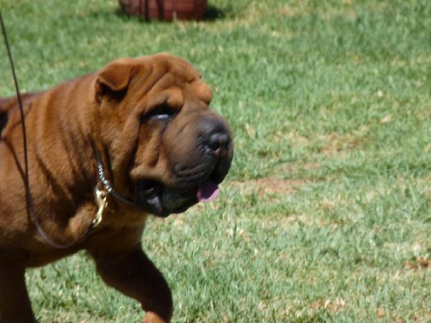 Shar Pei