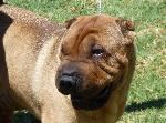 Cães