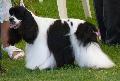 Cocker Spaniel Americano