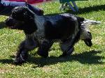 Cães