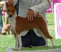 Basenji