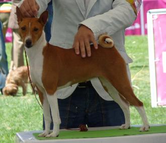 Criadores de cães Basenji