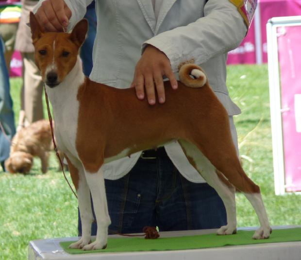 Basenji