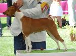 Cães