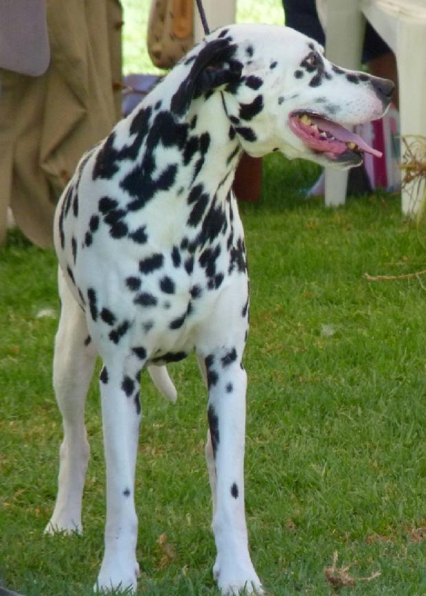 Cão da Dalmácia