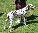 Cães