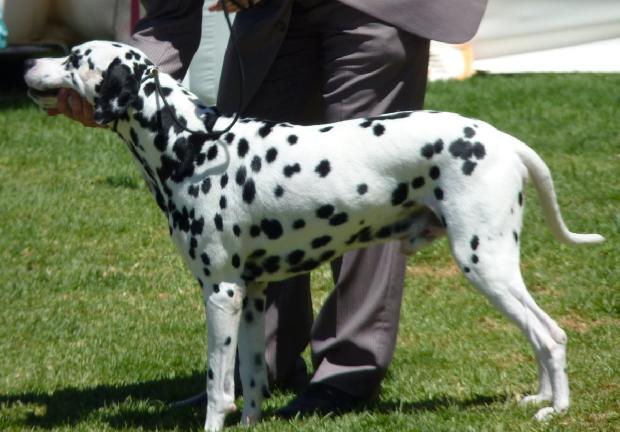 Cão da Dalmácia