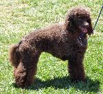 Cães