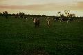 Vacas