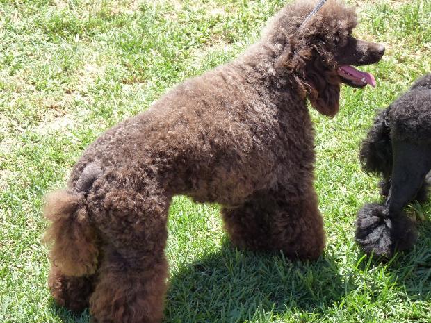 Caniche Anão