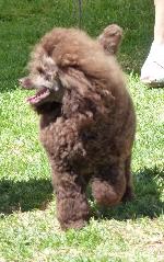 Cães