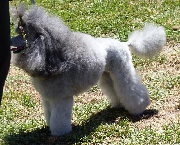 Caniche Anão