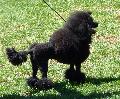 Caniche Anão