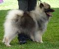 Spitz Alemão Lobo