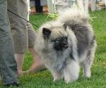 Cães