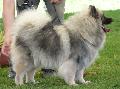 Spitz Alemão Lobo
