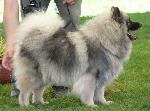 Cães