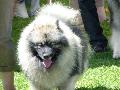 Spitz Alemão Lobo