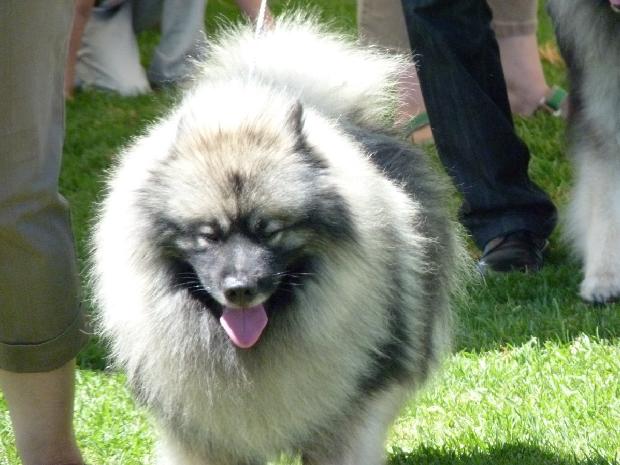 Spitz Alemão Lobo