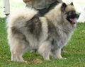 Spitz Alemão Lobo