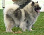 Cães