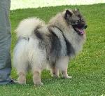 Cães