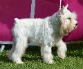 Schnauzer Miniatura Branco